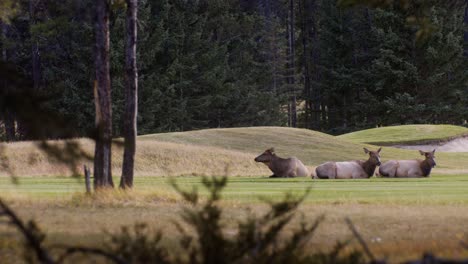 Elk-Vacas-Hembras-Descansando-Regurgitando-En-Campo-De-Golf