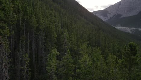 4k-drone-footage-of-vast-coniferous-forests-covering-the-high-mountains-of-Kananaskis-Country