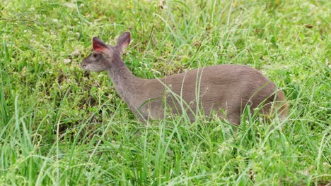 Herbivorous-young-gray-brocket-deer,-mazama-gouazoubira-munching-on-fresh-green-grass-while-walking-around-in-slow-motion-at-pantanal-biosphere-reserve,-brazil