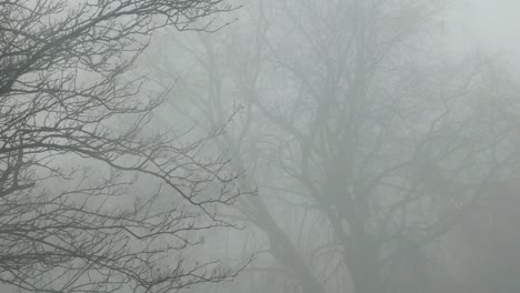 Cold-December-ghostly-haunting-leafless-tree-branches-silhouette-in-dense-Winter-fog-zooming-in-shot