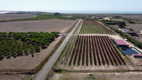 Aerial-View-Of-Cars-Driving-In-Countryside-Road-Passing-By-Red-Protea-Flower-Plantation