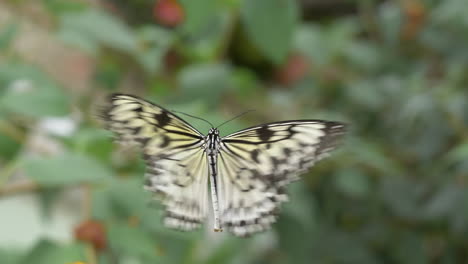 Macro-prores-of-flying-southeast-asian-Rice-Paper-Butterfly-in-the-air---blurred-background-of-green-plants-in-nature