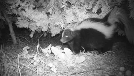Skunk-at-night-foraging-for-food