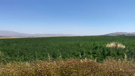 Scenic-View-Of-Hash-Weed-Green-Farm-Field-Under-Clear-Blue-Sky-In-Beqaa-Lebanon-At-Daytime