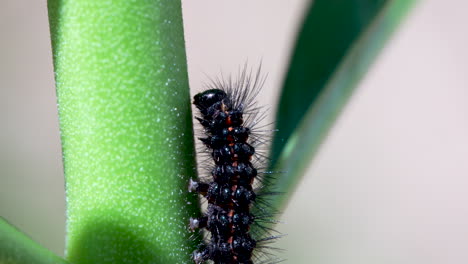 Close-up-of-a-wooly-bear-Magpie-moth-caterpillar