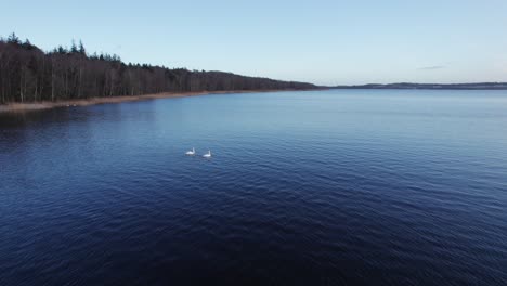 Spinning-aerial-view-of-swans-on-a-large-lake-with-wild-Scandinavian-forest
