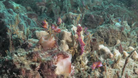 Mehrere-Leuchtend-Rosa-Und-Violette-Meeresbewohner,-Sogenannte-Nacktschnecken,-Auf-Einem-Korallenriff