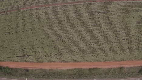 Sugar-cane-farm-filmed-by-a-drone---top-view-wide-angle