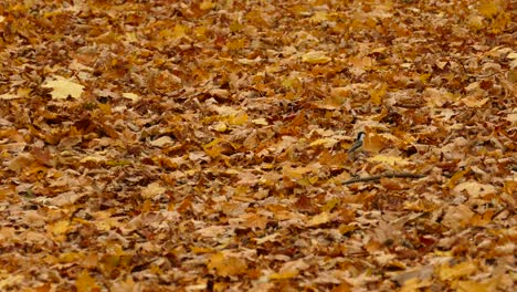 Tiny-tit-birds-jumping-on-forest-ground-covered-in-golden-autumn-leaves,-static-view