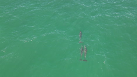 Luftaufnahme:-Drei-Wilde-Große-Tümmler-Schwimmen-Im-Seichten-Türkisfarbenen-Wasser