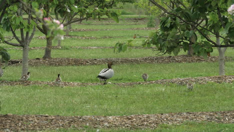 Australian-Wood-Ducks-Walking-In-Green-Fields-With-Duckling-Offspring
