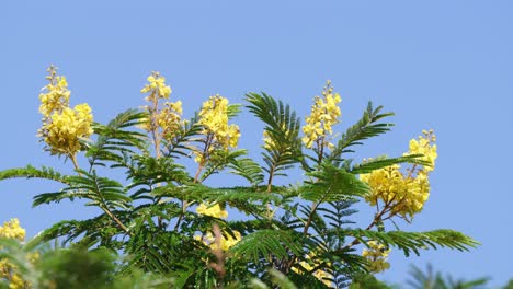 Close-up-shot-of-yellow-poinciana,-peltophorum-dubium,-golden-yellow-flowers-blooming-on-tree-top,-swaying-in-the-wind-against-clear-blue-sky-under-bright-daylight