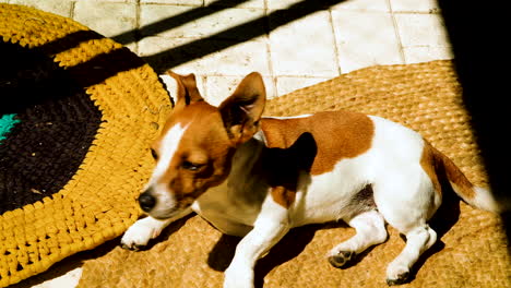 Highly-alert-Jack-Russell-wakes-from-its-nap-in-the-sun,-ready-for-action