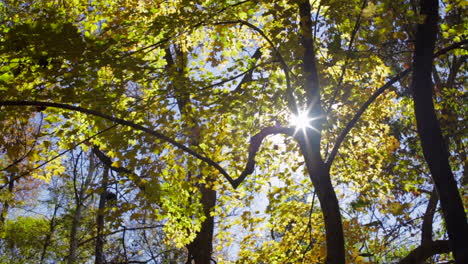 Streaming-Sunlight-In-Dense-Forest-With-Maple-Trees-During-Fall-Season