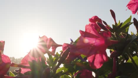 Blooming-Pink-Azalea-Flowers-Backlit-Sunlight-On-A-Sunny-Morning