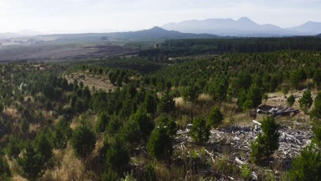 Hills-covered-in-young-pine-tree-plantation,-reforestation-project-from-logging-industry,-aerial