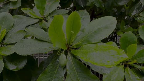 Tropical-rain-on-green-leaf.-Droplets-of-water