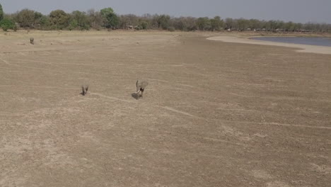 Lange-Umlaufende-Luftaufnahme-Eines-Afrikanischen-Elefanten-Und-Seines-Kalbes-Am-Lupande-Fluss