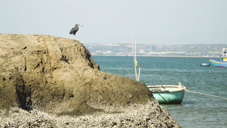 Sea-bird-on-rocky-cliff-near-coastline-of-Vietnam-with-moored-boat,-handheld-shot