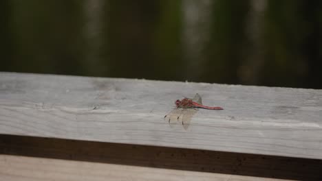 Red-Dragonfly-Sits-on-Wooden-Rail-Next-To-Kypesjön-Lake-in-Borås,-Late-Summer-Afternoon,-Handheld-Wide-Shot