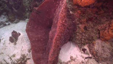 Pan-Shot-around-big-purple-barrel-sponge-on-sandy-coral-reef-in-Cozumel-Caribbean-Sea-Mexico
