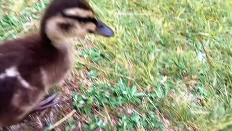 Cute-And-Clumsy-Duckling-Pecking-Frenetically-At-Camera-While-Mother-Duck-Is-Watching-Closely---Close-Up-Handheld