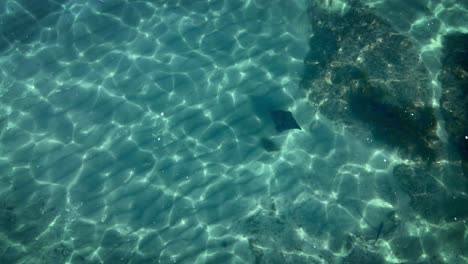 Aerial-Tracking-Overhead-Of-Eagle-Ray-Swimming-Peacefully-In-Goat-Island-Marine-Reserve-Shimmering-Clear-Water,-New-Zealand