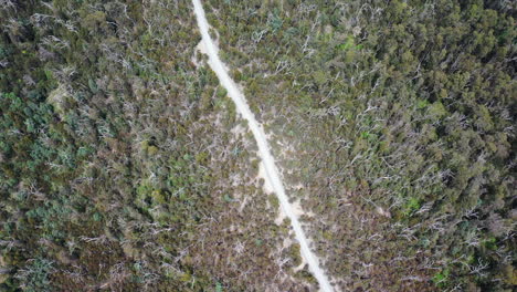 Luftaufnahme-Des-Ridge-Top-Cerberus-Rd-Durch-Den-Dichten-Victoria-Wald