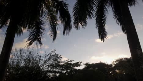 Wunderschöne-Silhouettierte-Palmen-Mit-Einem-Sonnigen-Blauen-Himmel-Im-Tropischen-Paradies
