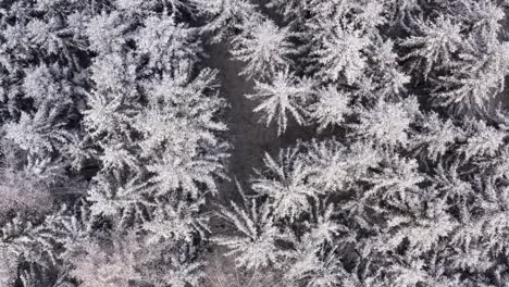 Verschneite-Baumkronen-Eines-Nadelwaldes,-Luftaufnahme-Von-Oben-Nach-Unten-In-4k-In-Der-Wintersaison
