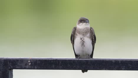 Front-facing-shot-of-a-cute-brown-chested-martin,-progne-tapera-perching-on-a-metal-bar,-chirping-and-wondering-around-against-blurred-lakeside-background