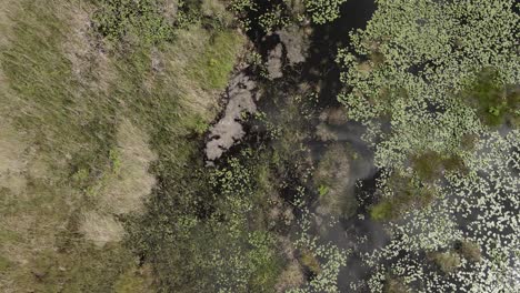Downward-aerial-view-of-swamp-plants-in-tannin-black-water-marsh