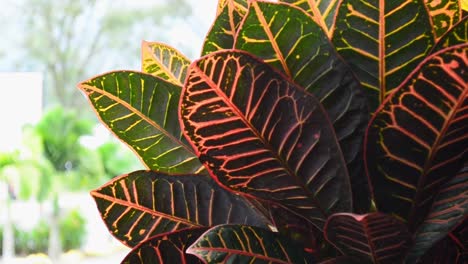 Planta-Croton-Roja-Filmada-En-Primer-Plano-Con-Una-Inclinación-Ascendente-Lenta