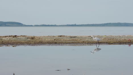 Ein-Weißer-Vogel-Fischt-An-Einem-See,-Während-Im-Hintergrund-Ein-Segelnder-Fischer-Von-Einer-Seite-Zur-Anderen-Segelt