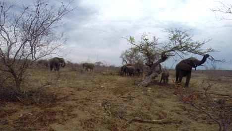 Wide-angle-shot-of-a-wild-herd-of-elephant-feeding-peacefully-in-the-Greater-Kruger,-captured-with-hidden-Gopro-action-camera