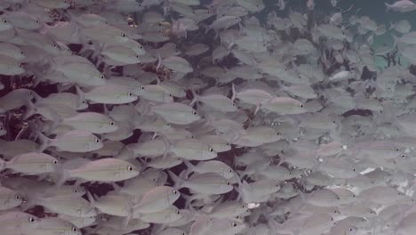 Große-Wand-Aus-Fischen