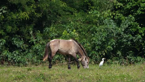 A-brown-horse-tied-with-a-rope-to-stay-at-an-area-grazing-while-a-Cattle-Egret-forages-for-some-insects-following-the-animal-at-a-farmland-in-Thailand