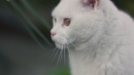 White-Cat-Close-up-Outdoor
