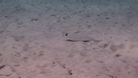 Peacock-Flounder-in-the-sand