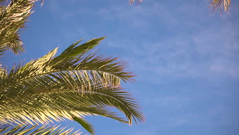 Tropische-Palmenblätter-Bewegen-Sich-Im-Wind