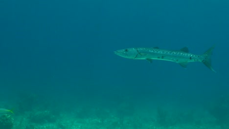 Barracuda-hovering-in-the-blue