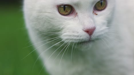 Nahaufnahme-Einer-Weißen-Katze,-Die-Gras-Kaut