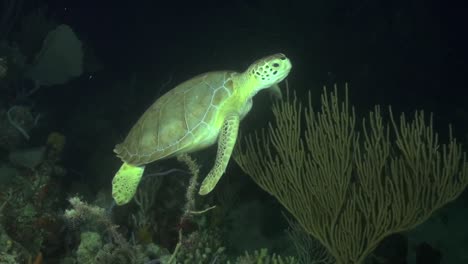 Turtle-at-night