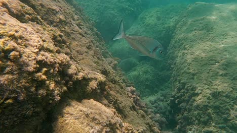 Underwater-view-of-gilthead-sea-bream-fish-swimming-in-clear-seawater-on-rocky-seabed