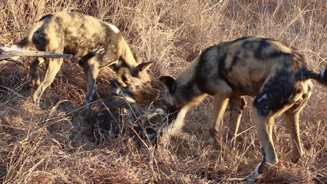 A-group-od-African-wild-dogs-display-dominant-and-submissive-behaviors