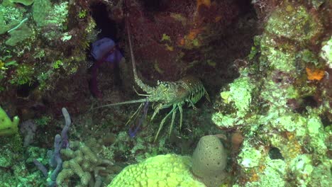 Spiny-Lobster-in-a-nook