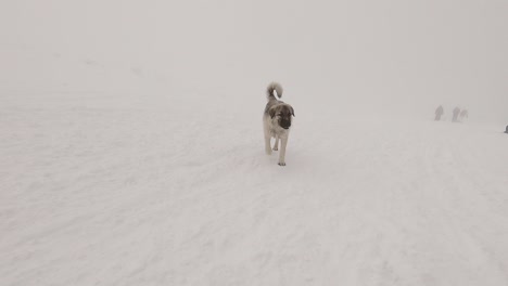 Two-dogs-on-snow-walking-in-front