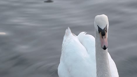 Swan-floating-on-water