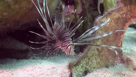 Lionfish-on-wreck