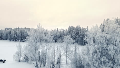 panning-aerial-over-Winter-boreal-landscape,-frozen-treetops-on-white-primeval-meadow